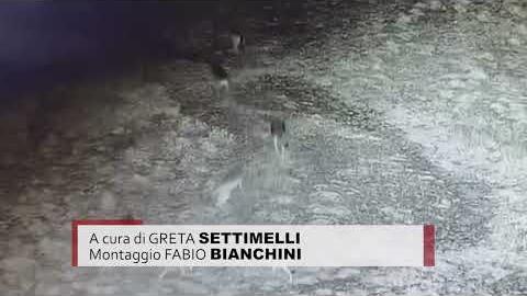 Lupi sul Monte Lignano, il comitato 