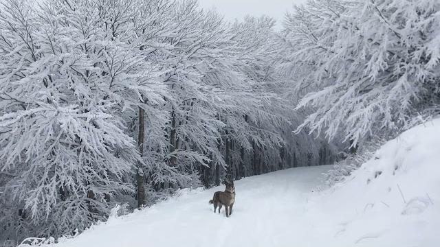 Neve, imbiancate nel vette dell'Aretino. Le immagini delle webcam di Arezzo Meteo - 6H3H46T8uWA