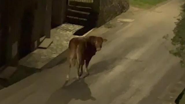 Vitello in fuga dal mattatoio a Ciggiano, l’appello dei Santuari e di Enpa: “salviamolo” - 6Kpwkc2brtM