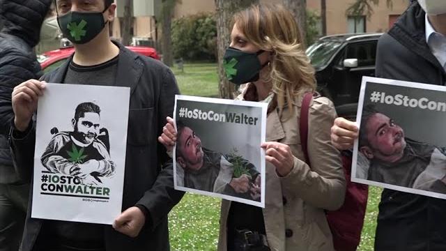 Annaffiava la cannabis per Walter De Benedetto, assolto in appello l'amico - 6Ubh2aivoI0