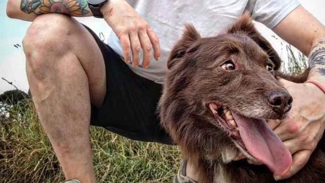 “Trovata l'auto che ha investito Choco”, così Leonardo dopo l'uccisione del suo cagnolino