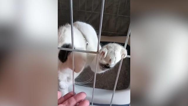 Gatto salvato dalla Polfer in mezzo ai binari, scatta l'appello e ritrova la proprietaria