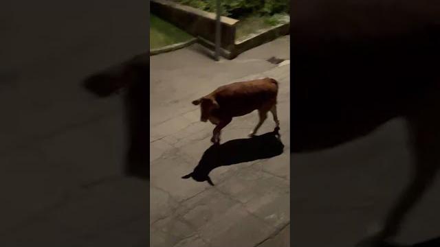 Vitello scappato dal mattatoio, Rete Santuari: “Nino in fuga per la vita, salviamolo” - H0XPLD3WiqE