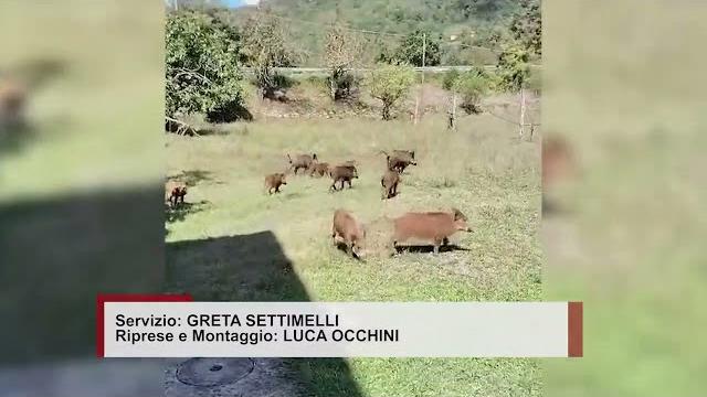 Ungulati: il video di una cittadina. Cinghiali sopresi in branco a mangiare frutta nel giardino - LY-N3wY5t7Y