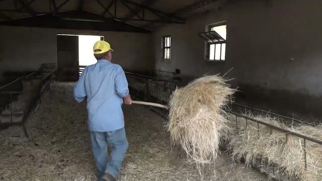 Attacco in pieno giorno a Campogialli, 18 pecore colpite. Coldiretti: “allevatori allo stremo” - LajEcb3jJk0