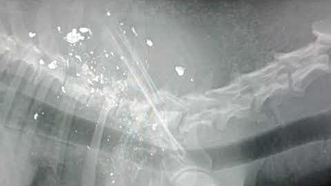 Lupa trovata in fin di vita a Terranuova Bracciolini: sul corpo segni di un proiettile - OggsDBZqu-E