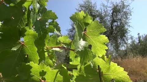 Progetto ALT Caporalato, controlli nell'Aretino: sospese 7 aziende agricole - Qm63CM3z7us