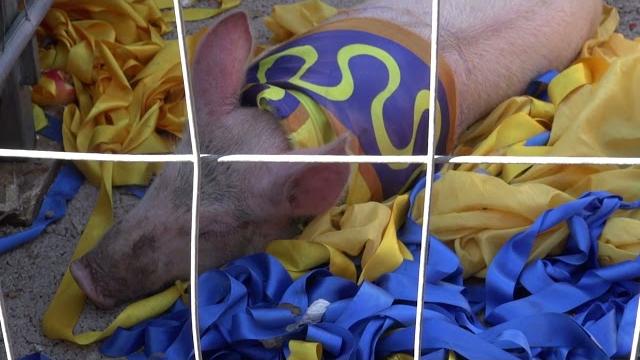 Maiale a Santo Spirito, sarà accolto in un rifugio per animali. Enpa: “un atto di maltrattamento” - TMnLqzg7JvE