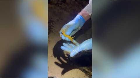 Rara popolazione di tritone crestato ad Arezzo, salvati centinaia di esemplari - cNI0dGlABMc