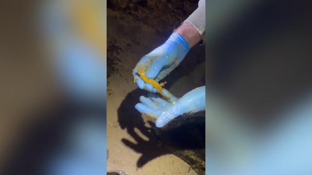 Rara popolazione di tritone crestato ad Arezzo, salvati centinaia di esemplari