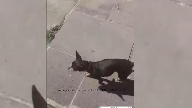 Cagnolina morta dopo le sassate durante una rissa. Carlettini: "Degrado morale delle persone" - oY6RQzMCTbE