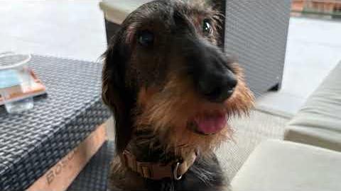 Peneto (Arezzo), cagnolina uccisa da un lupo. Porta via nel resede di casa - yt8dV24IzCM