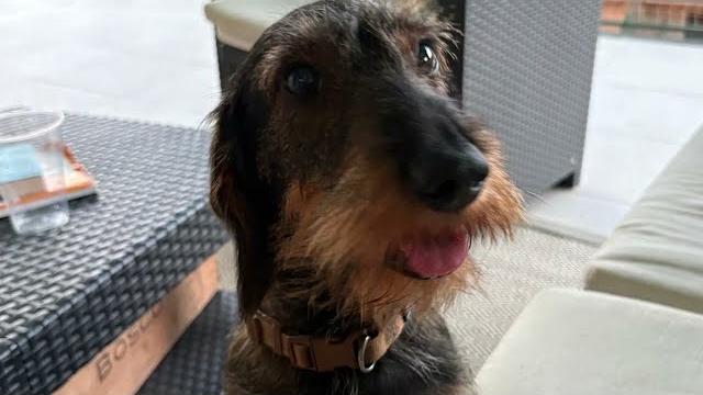 Peneto (Arezzo), cagnolina uccisa da un lupo. Porta via nel resede di casa