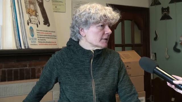 Cresce il numero di gatti abbandonati, colpa anche della crisi - 38FoMTErQvU