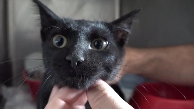 Stalli per le emergenze veterinarie: arrivati i primi cinque ad Arezzo - 4eB3orbdIkk