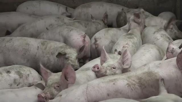 Antibiotico-resistenza, Tacconi: "pandemia silenziosa che va sconfitta con l'aiuto di tutti" - 5LzjkJH1KNE