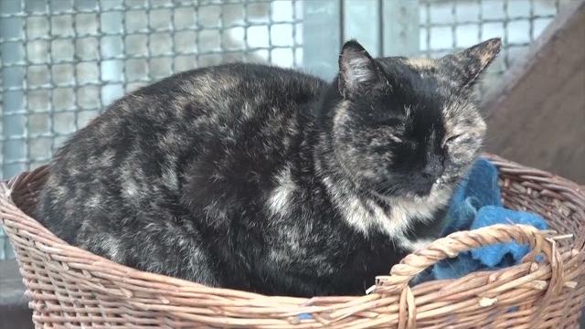 Cibo per i gatti delle colonie feline: la consegna al canile municipale - 62WdSP-_qfY