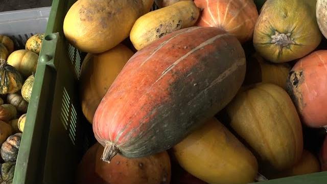 Zucche che passione. Tante le varietà. Dalla cucina ad Halloween. E c'è quella della Valdichiana - 6byDWO7jjYA