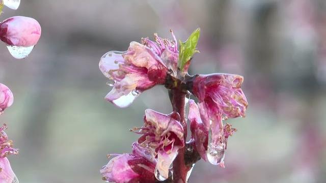 Emergenza gelate notturne: frutteti in Valdichiana salvati grazie all’effetto igloo - 7PqK8uofDvc