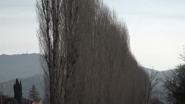 Abbattimento dei pioppi ad Arezzo, ora scatta una petizione. Incontro con il Genio Civile lunedì - 9lNzxhyeuO0