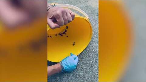 Prosegue l'operazione Bufo Bufo, in campo per salvare i piccoli di rospo - BEZZcGS4zcA