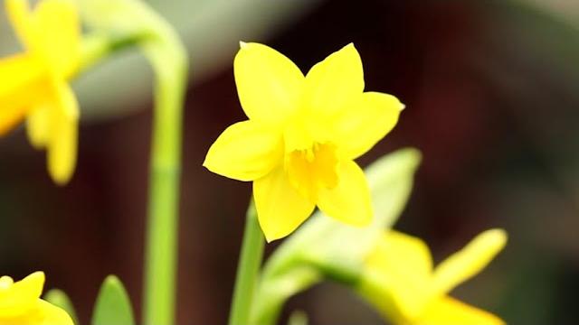 Il narciso e la rosa "Papa Francesco", i fiori del Pontefice - GDWyRDwB8ek