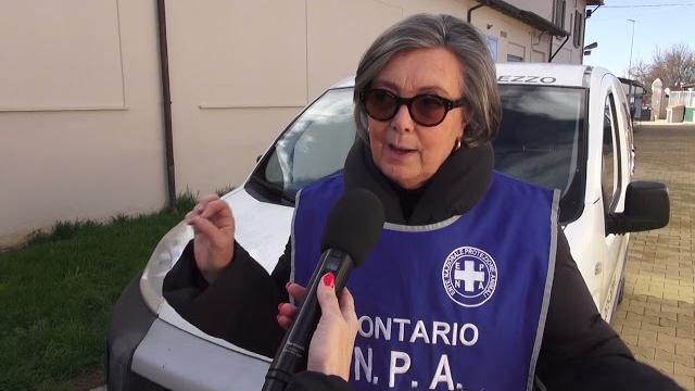 Gatti nei motori delle auto: i consigli di enpa.arezzo - H-SptLwU-cQ