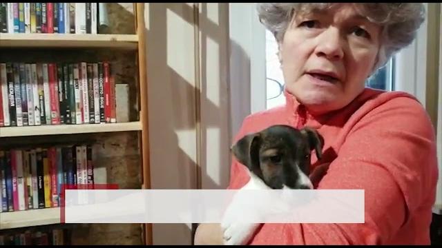 “Un aiuto per Monkey”, l'appello dello Scudo di Pan - ILAc2VPU6tM