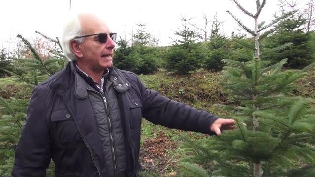 Epifania...tutte le feste le porta via. Eccome come conservare l'abete vero - J6td68bMcQs