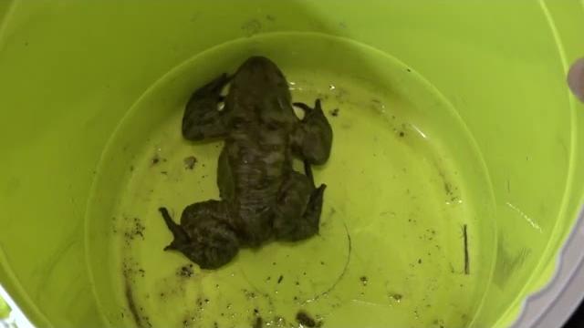 Torna ad Arezzo l'operazione Bufo Bufo, si cercano volontari per il salvataggio dei rospi - Lkjd_WCsxDo