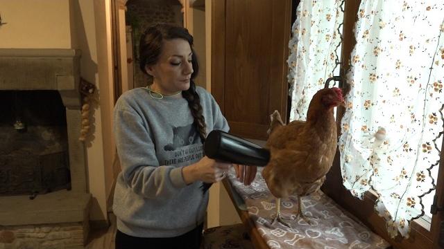 “Aiutateci a salvare la nostra gallina”, una “dolce” raccolta fondi per aiutare Coco - O3mWuXrAutI