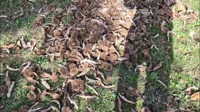 È l’anno delle castagne, produzione record anche nell'Aretino - PaMoe38IjOA