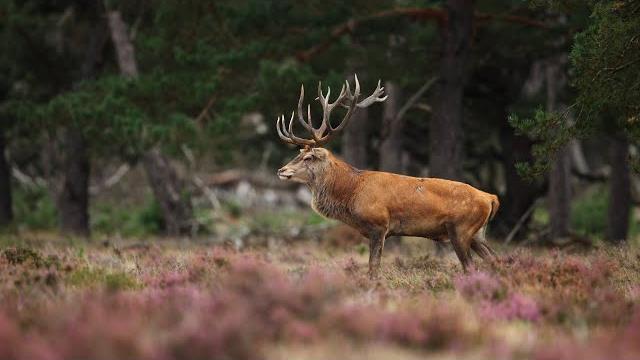 Il censimento al bramito del cervo ora si fa con un app. Ancora pochi giorni per iscriversi - RcOuYooAFCI
