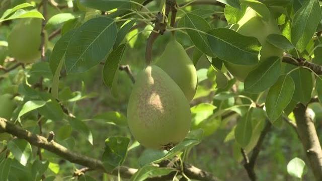 Siccità e irrigazione, le testimonianze degli agricoltori