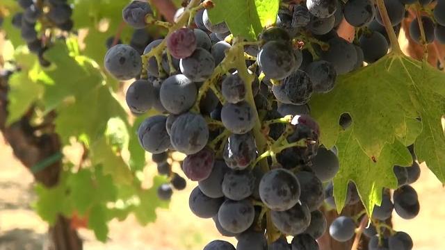 Confagricoltura, il presidente Giansanti a Siena: "Dazi? Prepariamoci al peggio" - YcWTjoPA3dM