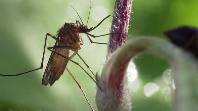 West Nile Virus in Valdichiana, a Castiglion Fioretino un kit anti zanzare - d15YjnS1WGg