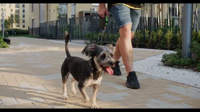Arezzo, al via il corso gratuito per proprietari di cani promosso da Enpa e Comune - f2FxQj_zRfw