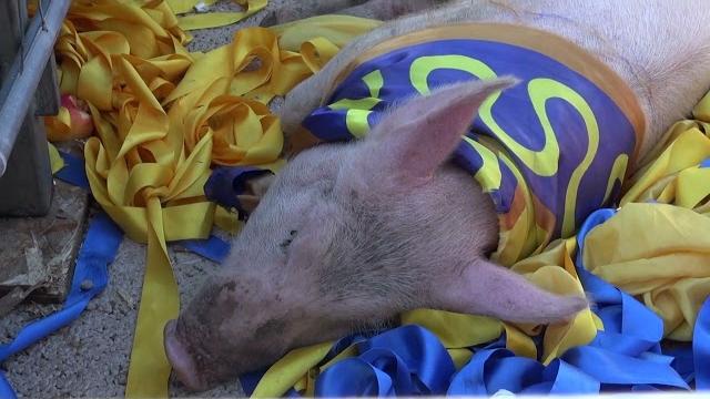 Il “maiale di Santo Spirito” vive in rifugio. Da chi l'ha salvata appello per  adozioni a distanza - ijK5Z7FjNJ4