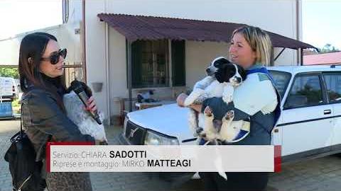 Cagnoline abbandonate di fronte al canile, adesso cercano una famiglia - lvnHeTudrXQ