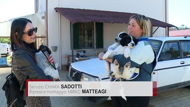 Cagnoline abbandonate di fronte al canile, adesso cercano una famiglia - lvnHeTudrXQ