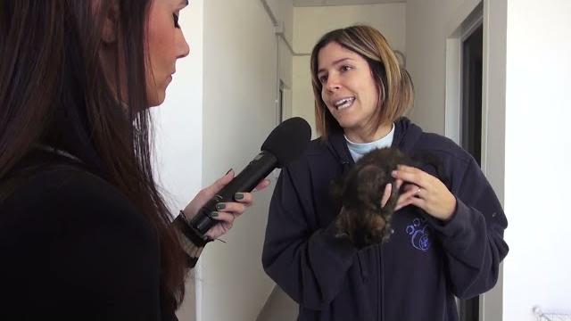 Amici a 4 zampe: è ancora emergenza cucciolate di gattini - oGS4Jv4-oXA