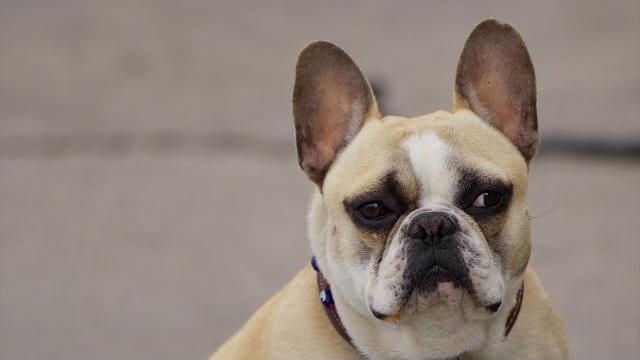 In Toscana sarà possibile essere sepolti con il proprio animale, al via la legge regionale - oonhhsarGrQ