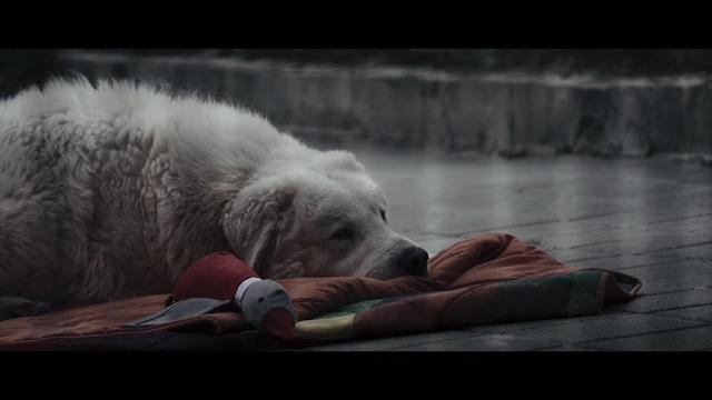 “My Soul”, due aretini firmano lo spot LAV per l’adozione dei can - qEemI25ImV0