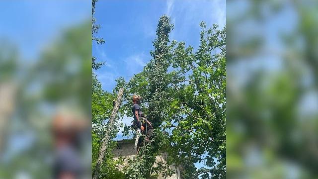 Tagli acrobatici a Caprese Michelangelo per eliminare la minaccia di piante malate - uOdFH1rypic