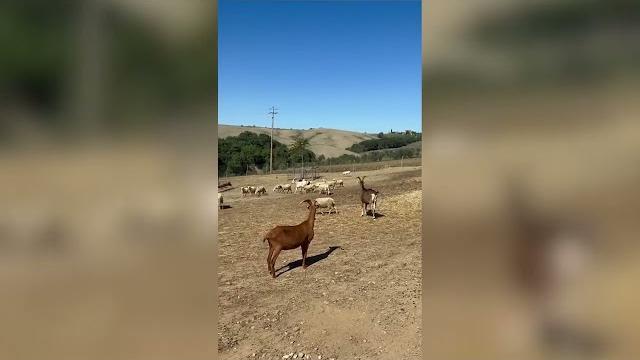 Maiale a Santo Spirito, salvato e portato in un rifugio in Val d'Orcia. Adesso si chiama Spirit - v84cY3SCG24