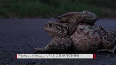 L'Operazione Bufo Bufo parte in anticipo, raccolta fondi per l’acquisto di barriere mobili - x36RHuFBmL8