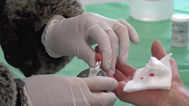 Giornata Mondiale del Diabete 2024: anche ad Arezzo iniziative per conoscerlo e imparare a gestirlo - flFs3zQTDS8